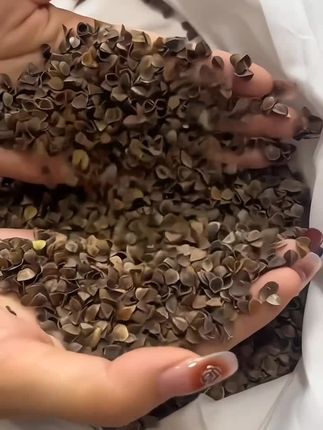 荞麦壳枕头颈椎枕宿舍睡眠枕护颈椎枕头荞麦枕头枕芯单人宿舍家用#荞麦枕头 #护颈枕 #枕头 #睡眠枕头 #宿舍枕头