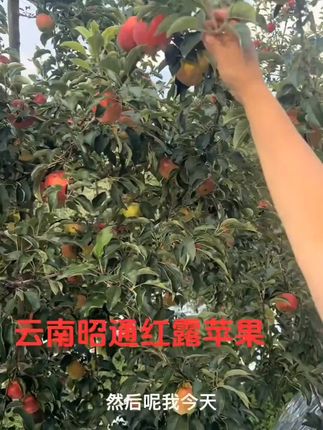 #中秋节#双节同庆#云南昭通丑苹果