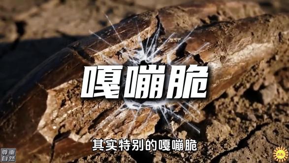 有人说它是进化史上的失败品,一对獠牙是摆设,耽误了它上王者。 #动物科普 #剑齿虎 #抖音精选