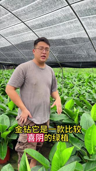 大叶金钻是一款不要用晒太阳也能长得很好的绿植! #绿植优选 #花卉基地 #盆栽绿植