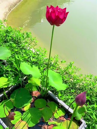 养花先养根,如果你家的植物半死不活不生长,你就试一下黑金肥,温和不烧根不伤苗,十天一次效果明显,松土养根爆仔真心不错。#聚能黑金肥 #花卉养护 #家庭养花