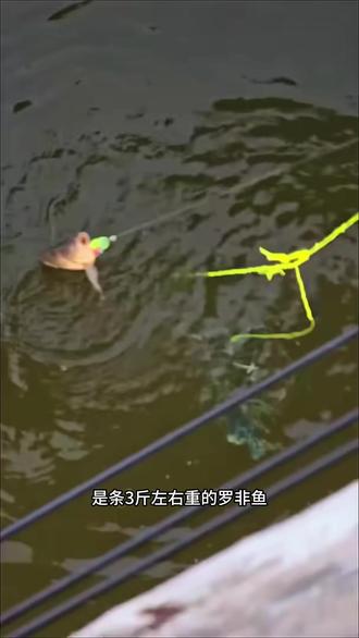 户外捕鱼:三哥在大桥上抛饵垂钓 #户外 #钓鱼 #钓鱼的乐趣只有钓鱼人懂
