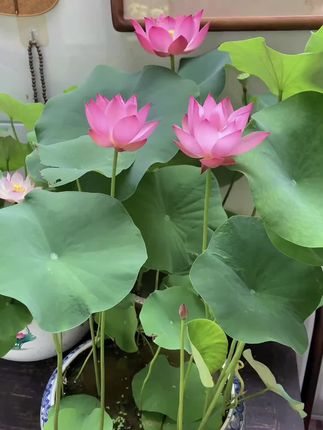 #碗莲 #荷花 #绿植