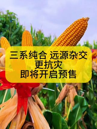 #高产玉米种子 “三系纯合 远源杂交” 真正抗高温抗病高产 #紫根紫杆高产大棒 #农业种植技术