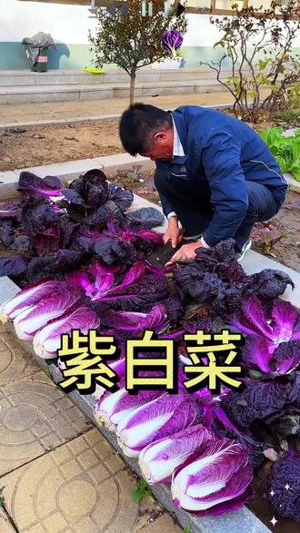 这个好看又好吃的紫白菜你见过吗?它营养丰富紫红的叶片含有丰富的花青素,用来凉拌或者炒菜都非常好吃!#紫白菜种子 #花卉绿植 #我的乡村生活