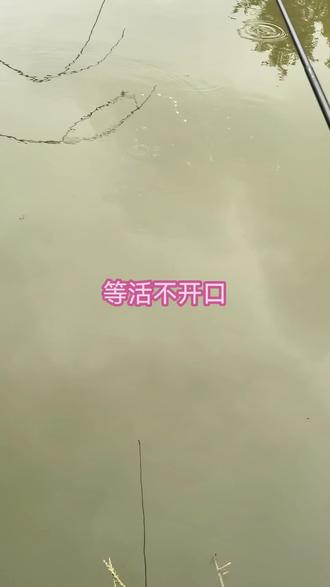 钓鱼啦 这个低气压死活不开口,咋办?#钓鱼