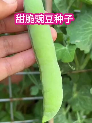 #蔬菜种子 甜脆豌豆种子种籽青碗豆种青豆高产庭院农家四季秋冬季孑豌豆种