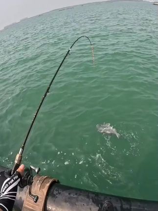 用上这款海钓面饵,一下子轻轻松松钓爆箱#钓鱼 #户外钓鱼 #钓鱼人 #海钓船钓 #海钓