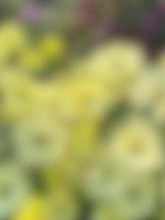 宝子们,是不是也和我有过同样的困扰,养蝴蝶花毛茛,年年种却年年烂?但今年,我成功实现了逆袭,我家的蝴蝶花毛茛在室外安然过冬,长势超棒 。现在就迫不及待地把我的养护小秘诀分享给大家!
✨选球秘籍
今年我在有寻植物购入了进口脱毒球,这一选择至关重要。选脱过毒的进口球,就如同给花苗提前打了预防针,能极大程度减少病害的侵袭,球根腐烂的概率也会大幅降低 。
⛔摒弃催芽
千万不要催芽!将种球在多菌灵溶液里浸泡10分钟,完成简单消毒后,选用大颗粒土壤,直接把种球种在育苗纸杯里,后续像对待其他植物那样正常养护即可 。
🌱精准种植
我选择在9月下旬进行种植。蝴蝶花毛茛偏爱冷凉环境,此时室外温度稍高,种球种下后发芽虽慢,可一旦发芽,根系会十分强健 。在冷空气来临之前,有充足时间让根系生长,植株也会更耐寒。
🌡温度把控
蝴蝶花毛茛对低温有一定耐受能力,零下5度可轻松应对,但若达到零下10度,就需要做好防护措施。能在室外种植的话,就别放在室内,尤其是北方有暖气的花友们。很多花友的花在发芽成功后突然烂根死亡,大多是因为温度过高“热死”的 。
📍巧妙移栽
当种球长出大白根后,无需将其从纸杯中脱出,直接带着纸杯一起种下。这种纸杯能够快速降解,既不会阻碍根系生长,还能有效降低换盆时根系受伤感染的风险 。
❄冬日守护
蝴蝶花毛茛相对耐寒,以我所在的洛阳耐寒7区为例,现在最低温度达到 -6℃ ,给它备上防寒罩后,在室外依旧长势良好,大家可以参考这种防护方式。
不过,目前还未度过整个冬天,后续若有新情况,我会持续和大家分享 ,也欢迎大家在评论区留言分享!
#蝴蝶花毛茛 #养花攻略 #种花小技巧 #我的养花日常 #露台花园