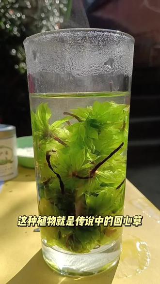 #回心草#回心草功效与作用 #回心草功效