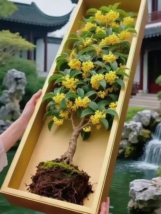 #桂花树苗#时光小院 #一花一草一世界
