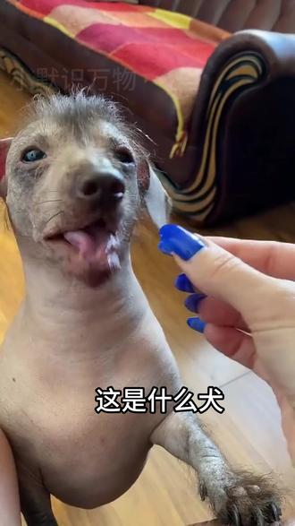 分享十六种犬 #护卫犬 #狗狗 #冠毛犬