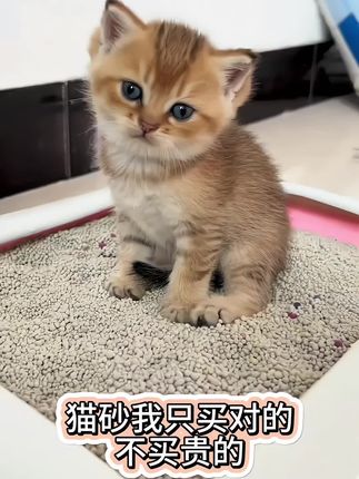 自用好物推荐,猫狗通用,吸水快结团紧实,能有效除臭,包裹性强,养宠必备用品#宠物用品 #养猫新手 #家有萌宠