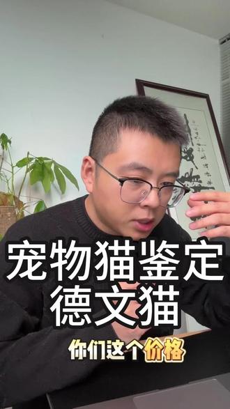 德文鉴定继续,德文猫鉴定,德文猫怎么鉴定品相#德文卷毛猫 #德文鉴定 #德文猫鉴定 #德文怎么看品相