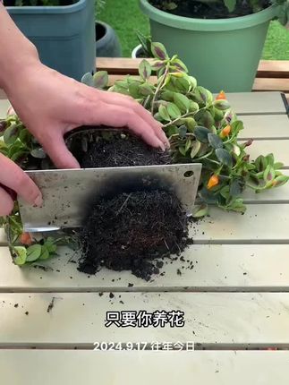 养花招虫最烦人,不妨你试试它,只要一小勺虫子都不见了#爱生活爱养花 #防虫小妙招 #养花人