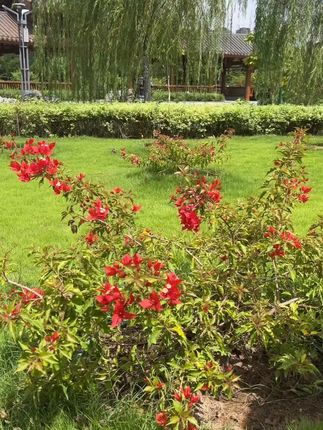 中秋节快到了如果你正在寻找一款美味又实惠的中秋月饼,这款本草映月你可别错货,口感酸甜可口,一点都不腻,不管送礼还是自用都适合。#中秋月饼