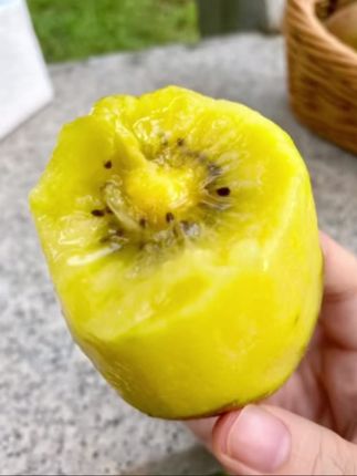 #奇异果 都是果园现摘现发,皮薄肉厚,果肉金黄,汁水超多,维C含量也超级高! #黄心猕猴桃 #新鲜应季水果 #嘎嘎好吃 #好吃到停不下来