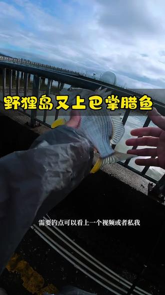 野狸岛探钓黄脚腊,如何赚回停车费🐠