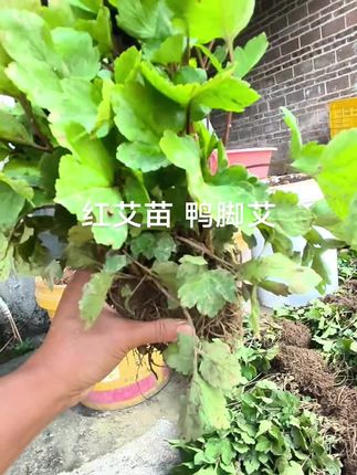 #红艾苗#鸭脚艾#珍珠花菜#白苞蒿