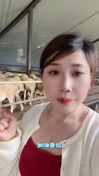 各位 即使你我都是大家所说的牛马 但是各位请记住 也不要低头 我们要努力奋斗的杀出一条属于我们自己的血路 创造一段 属于我们自己心中的神话 只要努力过后 即使我们失败了 我们也不会后悔 各位请记住 他日若足凌云志,敢笑黄巢不丈夫。#低成本养殖技巧 #养殖技术 #黑头杜泊绵羊养殖场 #澳洲白怀孕母羊