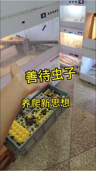 善待你的虫子,就是善待你的蜥蜴,养爬需要把虫子照顾好,虫子吃好喝好才能健康,蜥蜴吃了好虫子才会茁壮成长#爬宠 #爬宠日常 #蜥蜴 #双冠蜥蜴 #养爬发疯日常