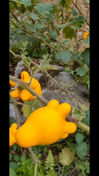 生活千姿百态,植物也一样哈#你家乡也有这种植物吗 #黄金果 #植物识别 #识百草
