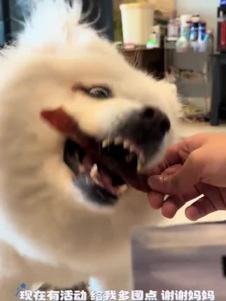 #无添加纯鸭胸肉干狗零食 #训犬零食 #狗零食