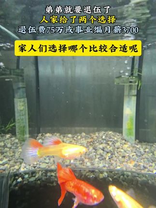 家人们选哪个比较合适呢? #喜渔观赏鱼工作室#孔雀鱼#观赏鱼