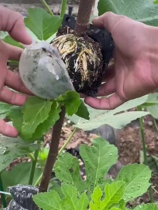 果树苗不用花钱买,用这种方式什么果树苗都能得到,直接育苗一棵大苗 #果树育苗 #高压繁殖 #果树嫁接#嫁接移栽