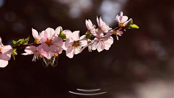 邵阳市双清区第一高级中学正式揭牌,快看是你曾经的母校吗?