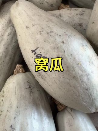 #窝瓜#东北窝瓜