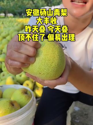 #砀山梨 #青梨 #酥梨 #皮薄肉厚 #脆甜多汁