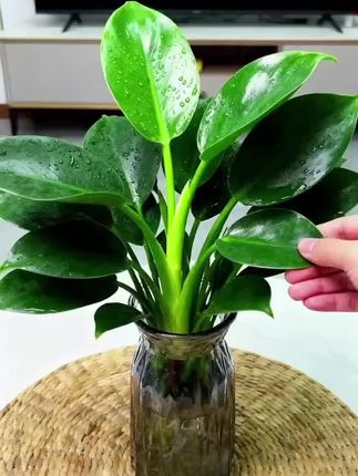 #室内绿植 #金钻绿公主 #水培植物 #旺宅绿植 #爱生活爱养花