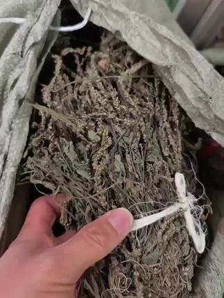 #车前草 #车前草茶 #车前草的妙用