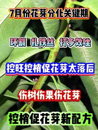 #果树种植#果园管理 #花芽分化#控旺