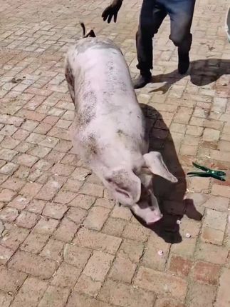 猪大师推荐 猪头套 安全健康 套猪神器,赶猪,打针更方便抓猪#抓猪