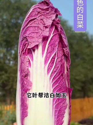 又到种植白菜季节了 #紫白菜种子 #白菜种子 #白菜种植 #紫白菜 #紫美人白菜