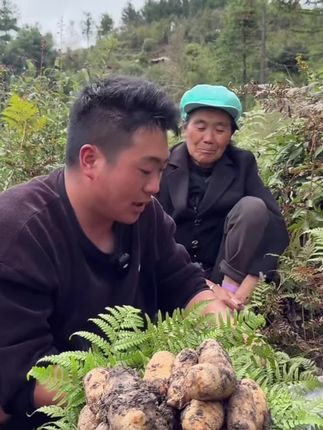 云南昭通小草坝新鲜天麻林下三年仿野生不施肥不打药1斤3斤5斤#优质农产品 #家乡特产 #软糯香甜 #草本植物 #山货
