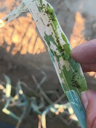 #大葱种植#农业种植#病虫害防治