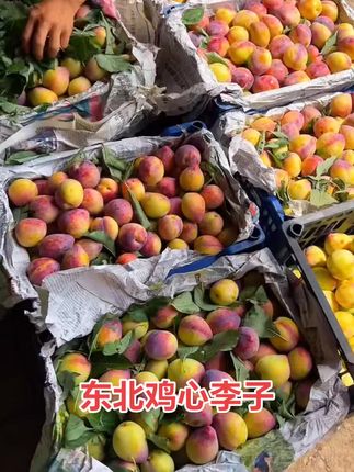 #鸡心李子#东北鸡心李子