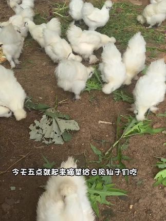 #生态散养土鸡 #原创视频 #三农 #新农人加油 #林下生态散养鸡 看它们吃的津津有味 太可爱了吧🥬