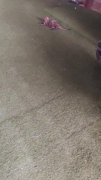 #猫🐱 #可爱萌宠 我的小猫自己玩呀?