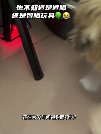 不知道是避障碍,还是智障,反正狗子觉得很有意思,还以为是耗子#狗狗狗狗 #萌宠出道计划 #无限回购的宝藏单品 #可爱狗狗 #毛孩子的日常