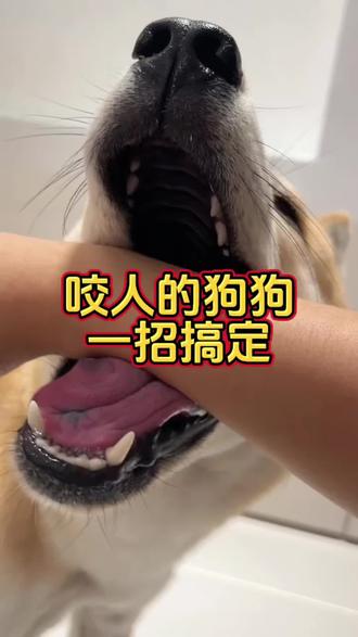 狗狗咬人,一招搞定#毛孩子日常 #养狗经验分享 #养狗人 #宠物科普 #新手养宠