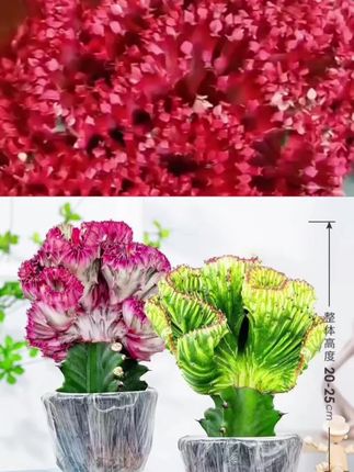多肉盆栽正宗玉麒麟植物彩麒麟室内阳台花卉盆栽四季常青龙骨好养#爱生活爱养花 #适合室内养的绿植 #好看的花一定要分享給你 #室内花草植物盆栽 #室内绿植