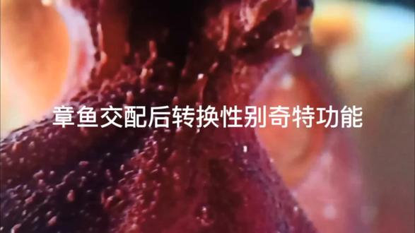 #中视频伙伴计划#章鱼交配后转换性别奇特功能
