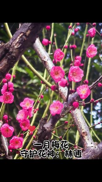 十二月令花及对应的守护花神