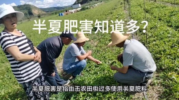 半夏用药用肥一定要注意哦!否则药害,肥害不但会减产还可能会导致颗粒无收哦!你遇到过什么问题? #半夏 #三农热门 #半夏