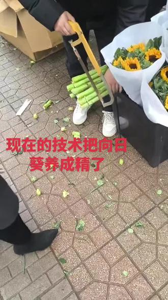以前的向日葵可不是这样的,现在这向日葵养成精了,实在是剪又剪不断,切又切不烂#株洲花店