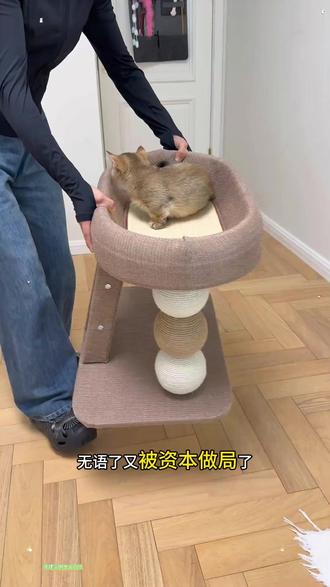 喵仙儿小户型猫爬架 一体猫窝抓柱不占地超实用 小户型养猫必入!不占空间还能当猫窝、磨爪、玩耍,麻绳抓柱耐抓不掉屑,一体设计超省心,猫咪从早玩到晚#猫爬架 #小户型养猫 #猫咪玩具 #猫窝一体 #养猫必备